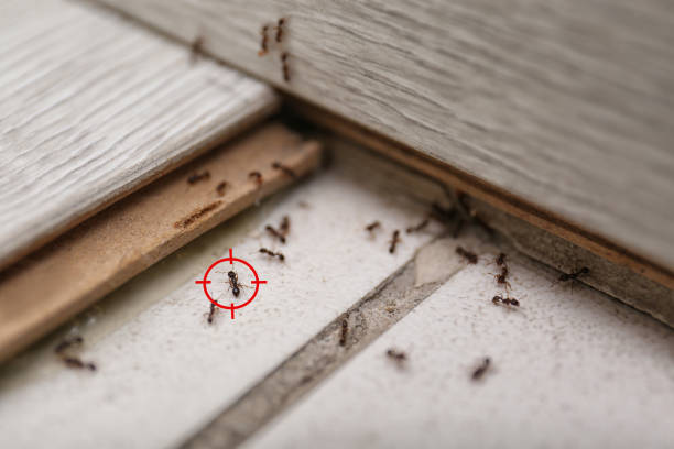 Best Termite Control Services  in Copperton, UT