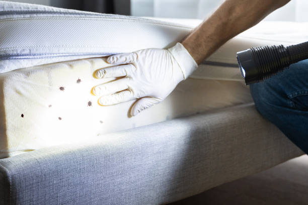 Best Affordable Pest Control Services  in Copperton, UT
