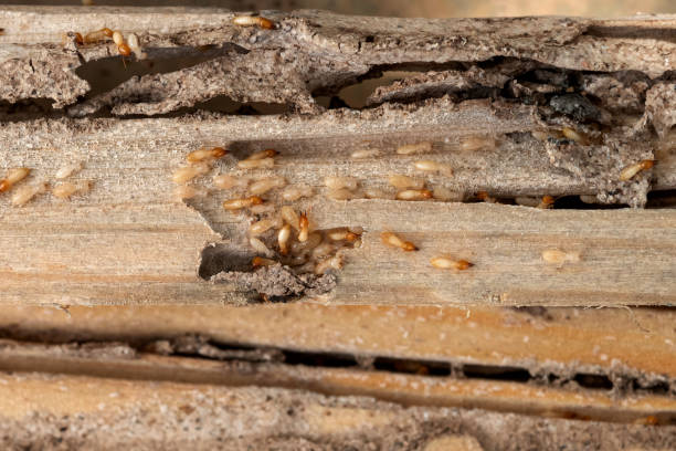Best Wildlife Control Services  in Copperton, UT